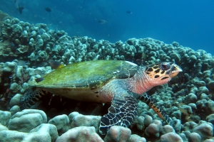 Eretmochelys imbricata