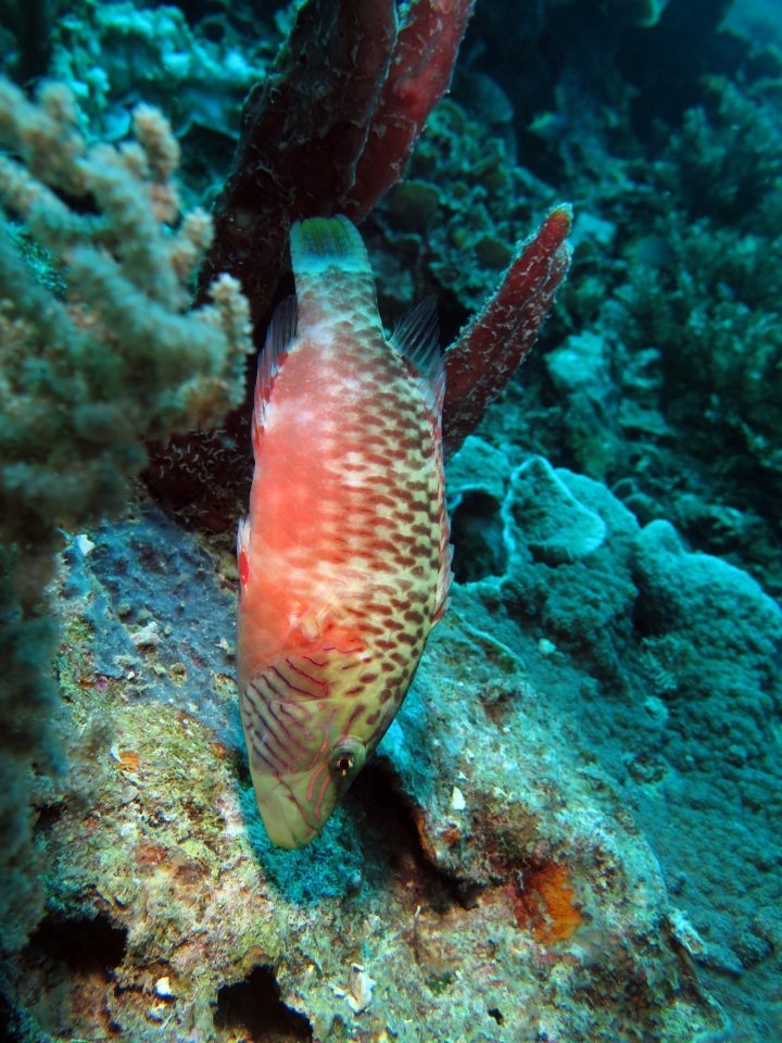 Oxycheilinus digramma