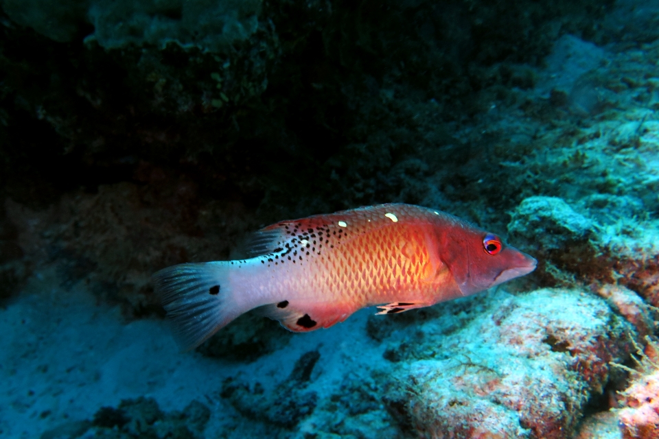 Bodianus diana