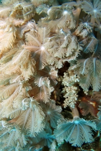 Corail en bouquet