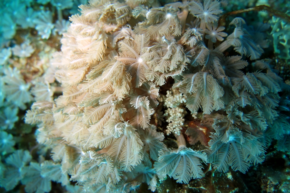 Corail en bouquet