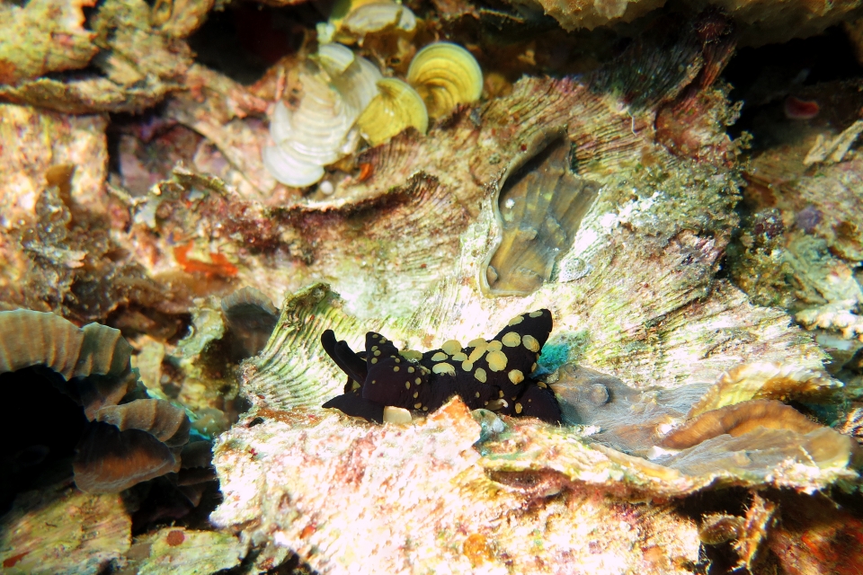 Berthella martensi