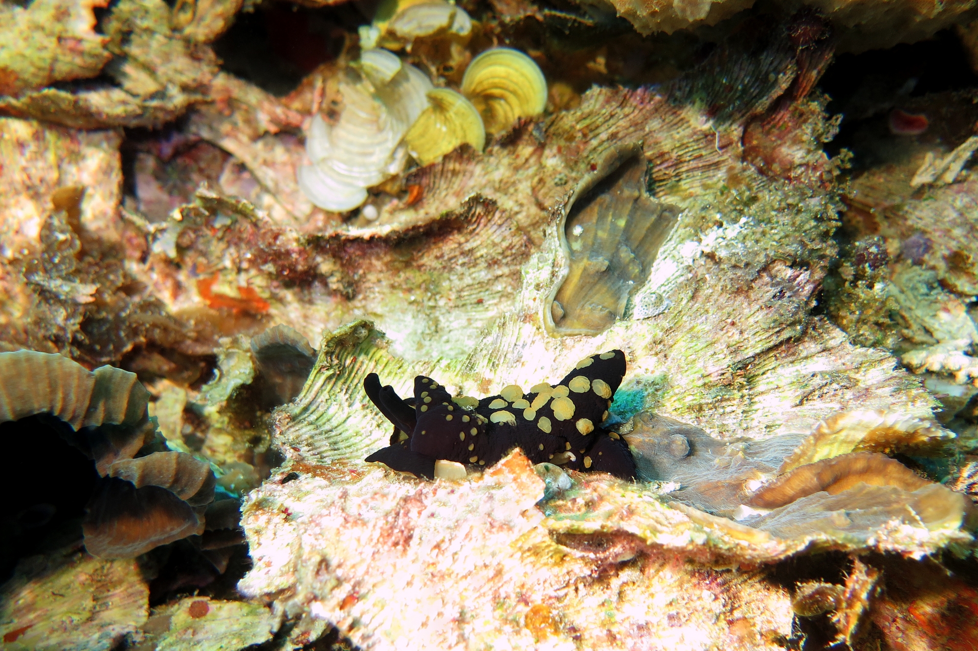 Berthella martensi