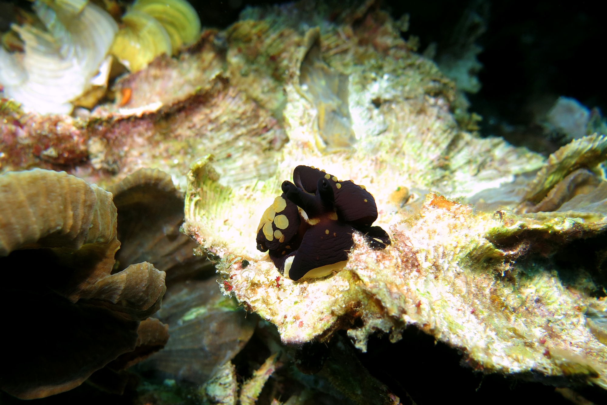 Berthella martensi