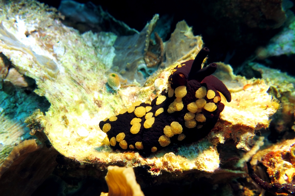Berthella martensi