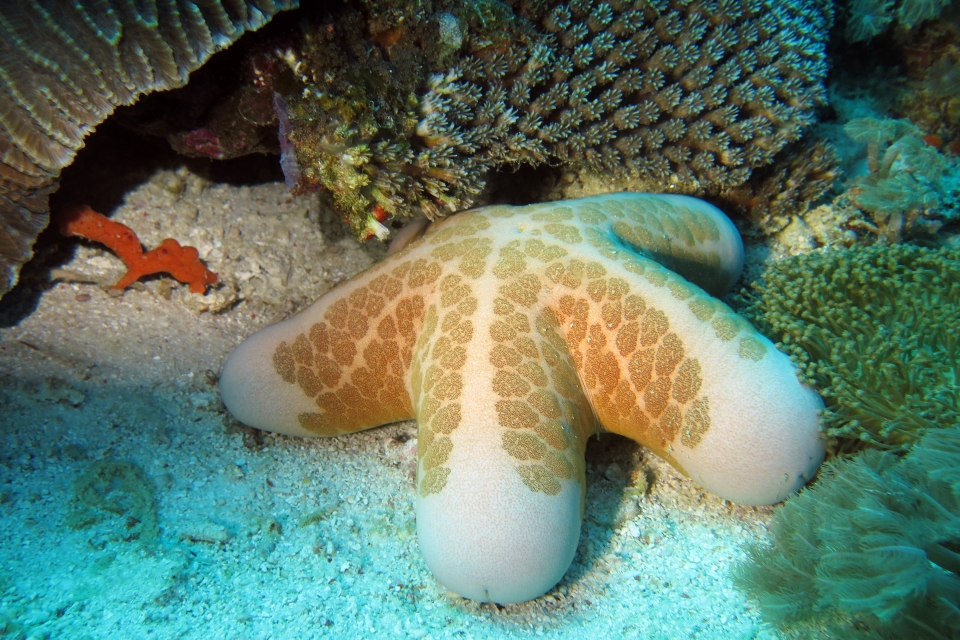Choriaster granulatus, Galaxea astreata