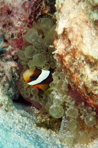 Amphiprion sebae, Entacmaea quadricolor