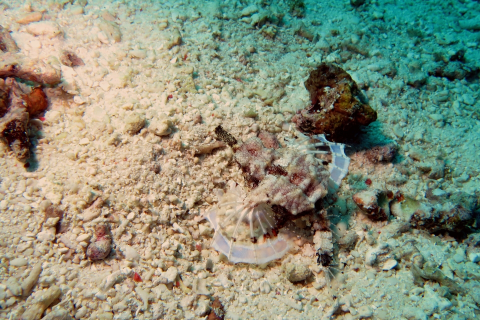 Eurypegasus draconis