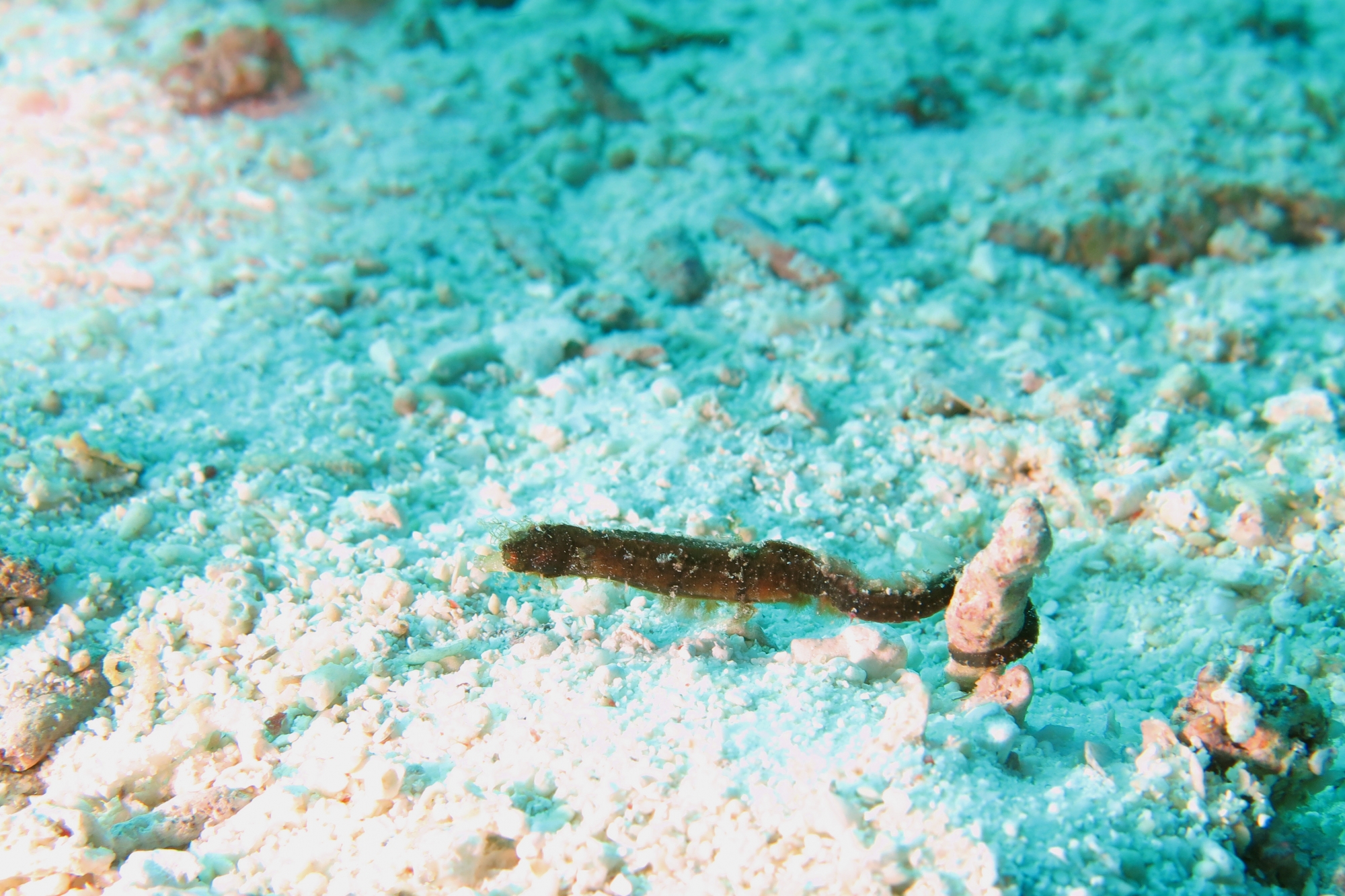 Cosmocampus albirostris