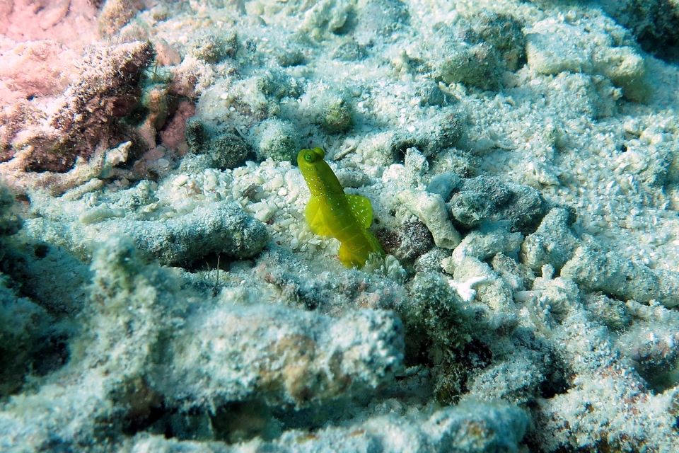 Cryptocentrus cinctus, Crevette pistolet