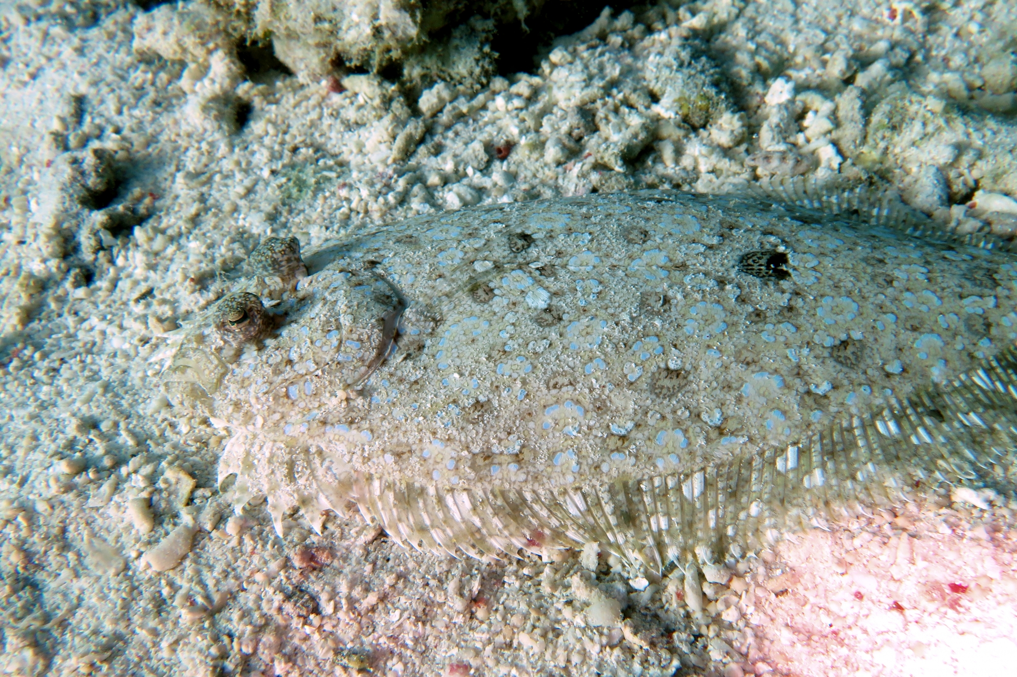 Bothus mancus
