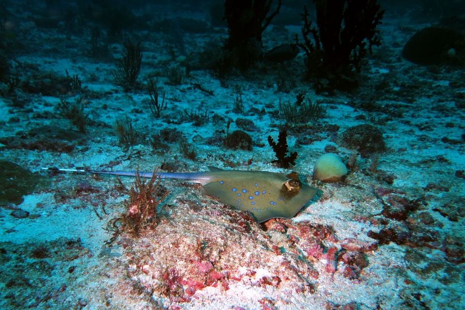 Neotrygon (Dasyatis) kuhlii