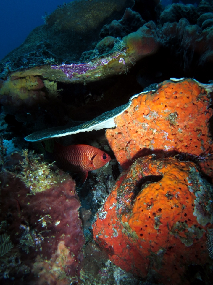 Myripristis murdjan
