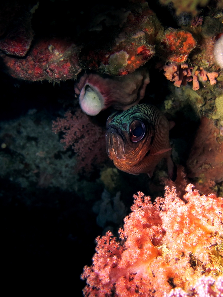 Myripristis adusta