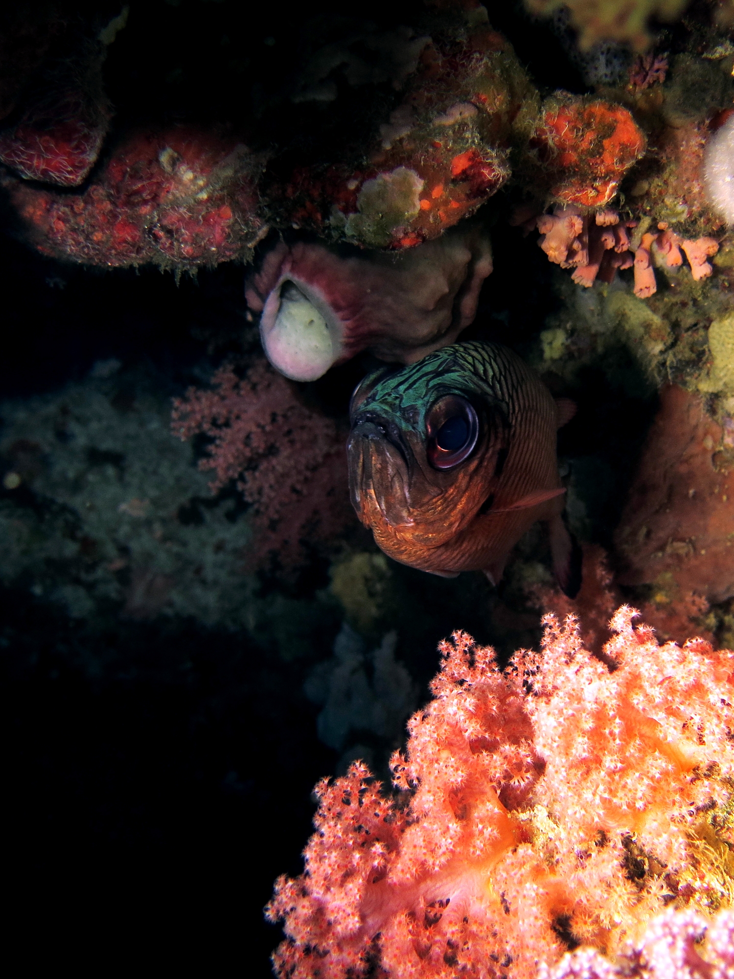 Myripristis adusta