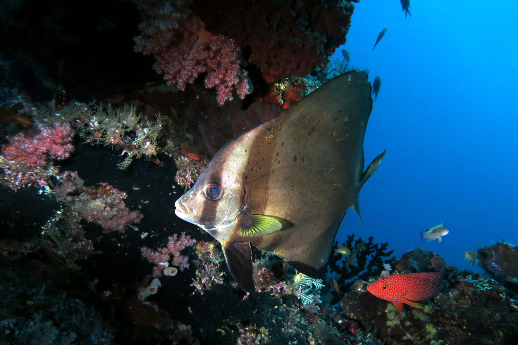 Platax pinnatus