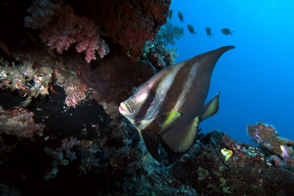 Platax pinnatus