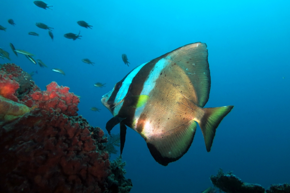 Platax pinnatus
