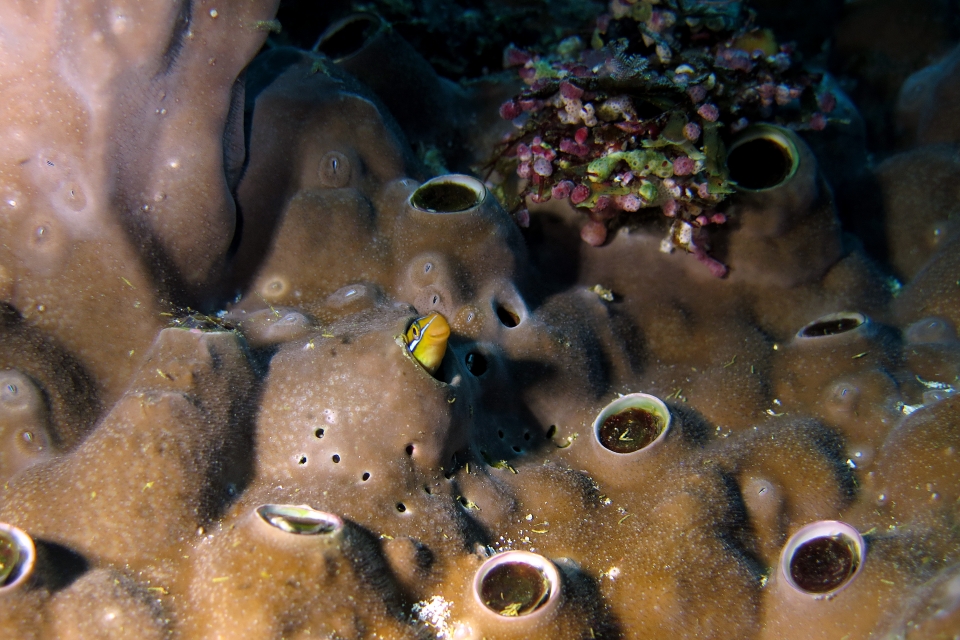 Plagiotremus rhinorhynchos
