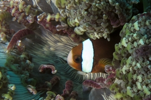 Amphiprion clarkii, Heteractis aurora