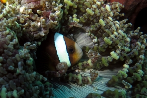 Amphiprion clarkii, Heteractis aurora