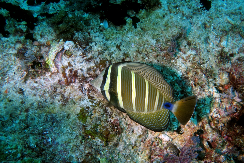 Zebrasoma velifer