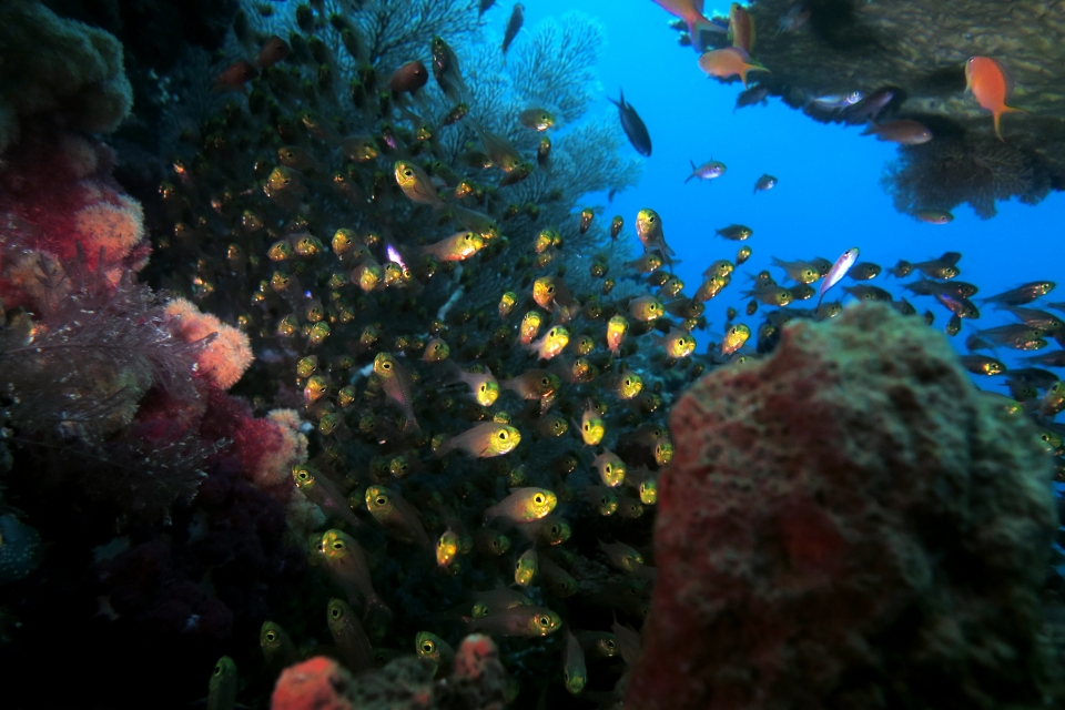 Parapriacanthus ransonneti