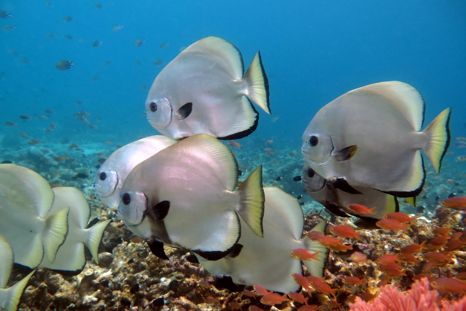 Platax pinnatus
