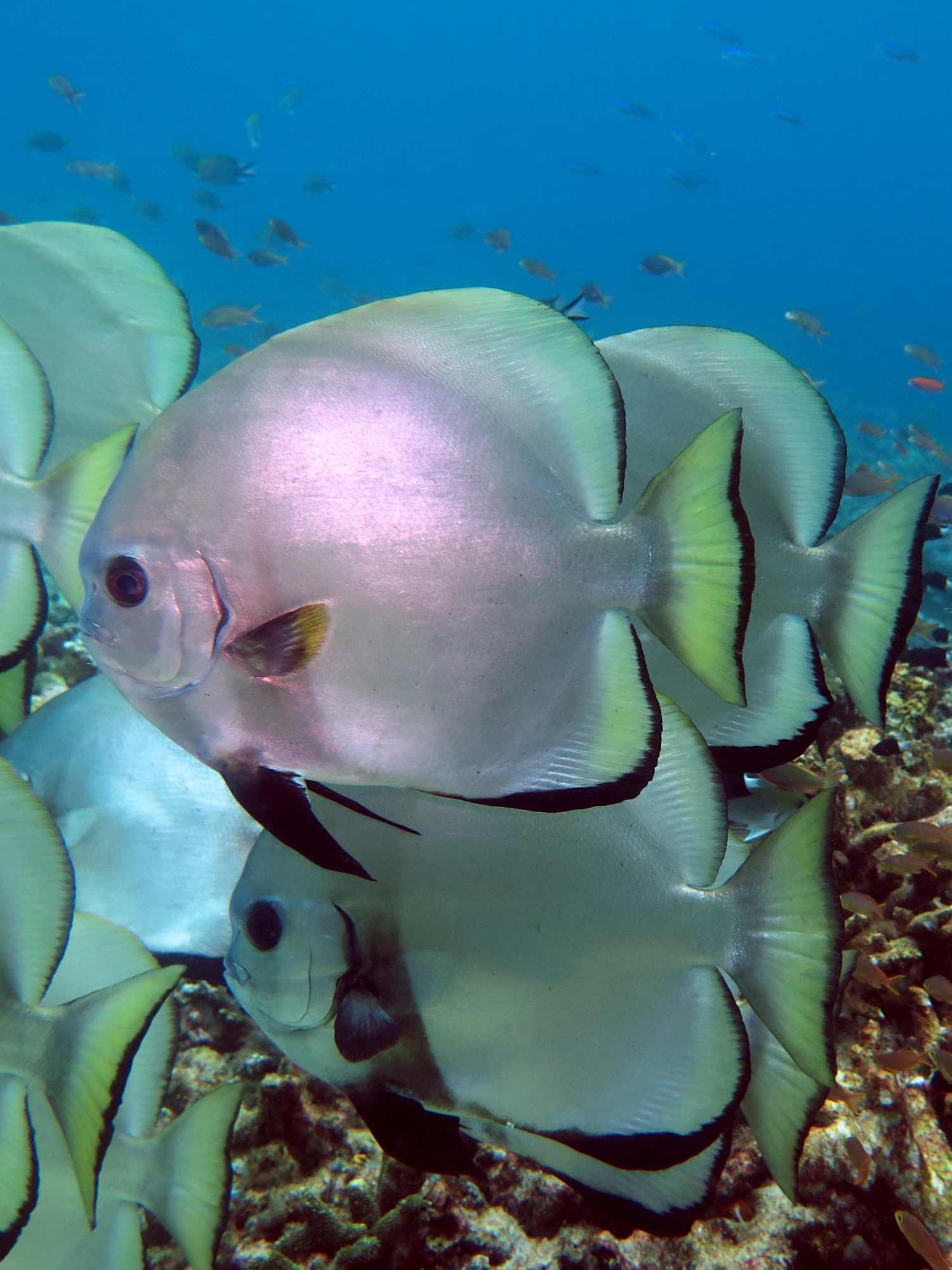 Platax pinnatus