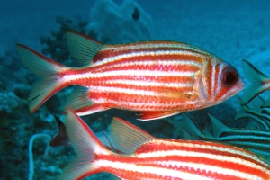 Sargocentron rubrum