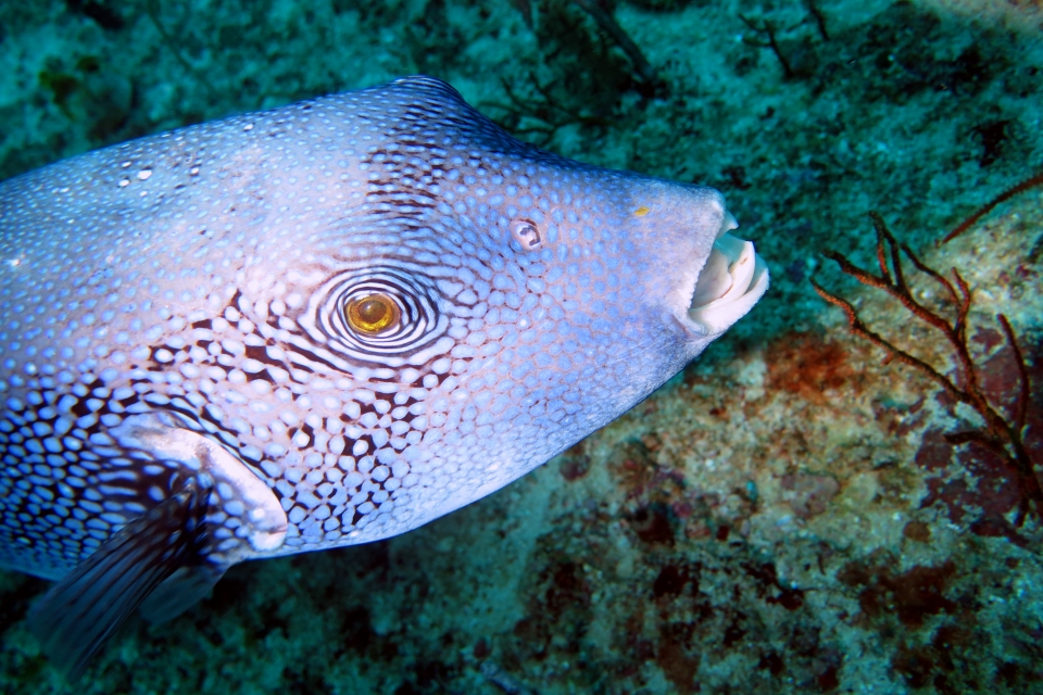 Arothron caeruleopunctatus