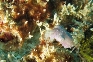 Sepia latimanus