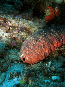 Holothuria edulis