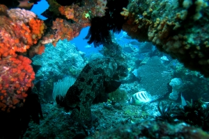 Epinephelus fuscoguttatus