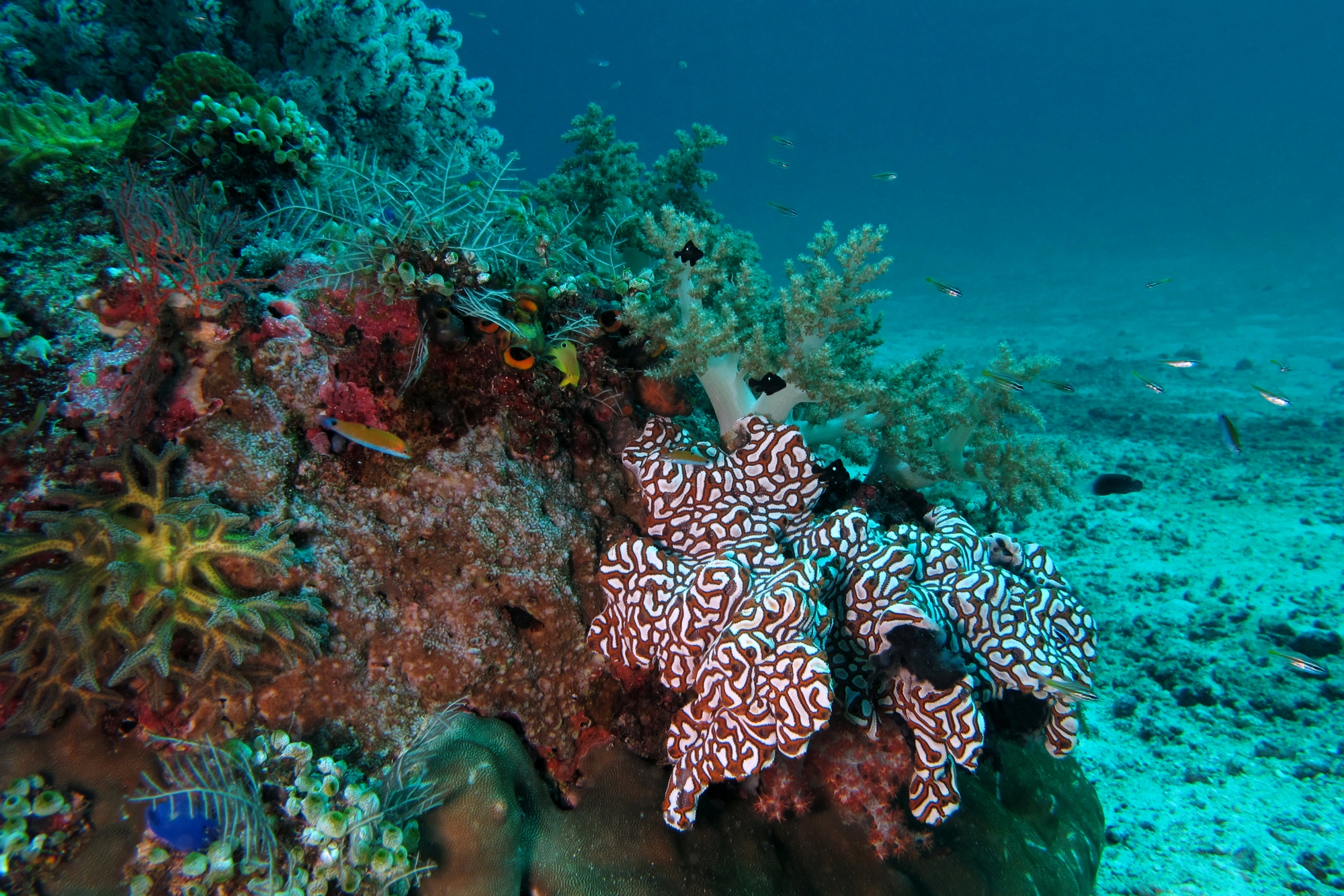 Botryllus leachi (Plongée 1/19, Île de Menjangan)