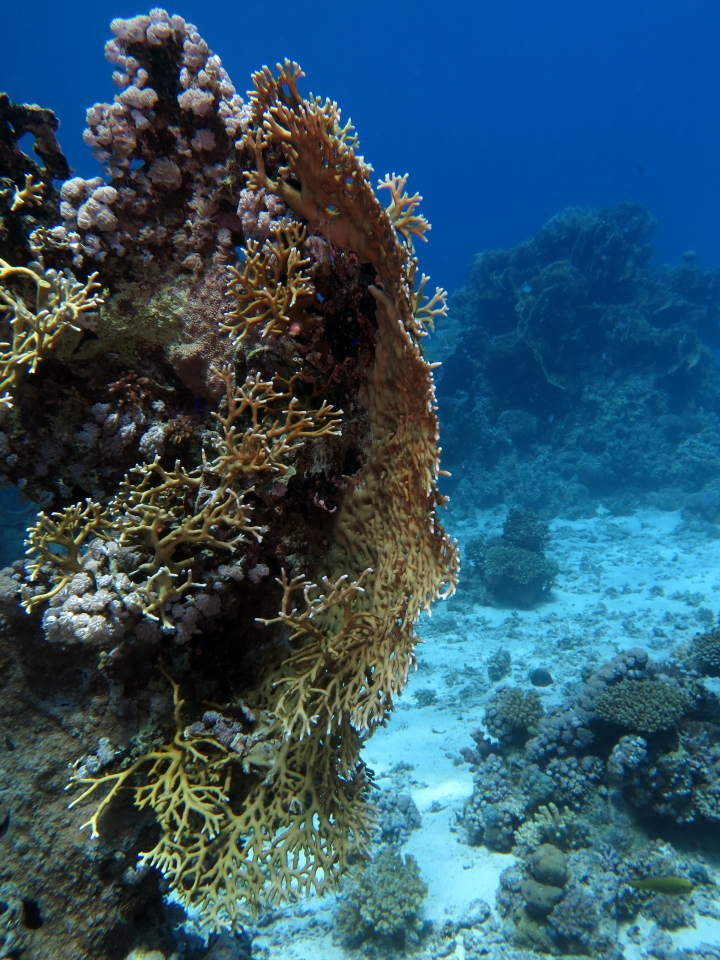 Millepora dichotoma