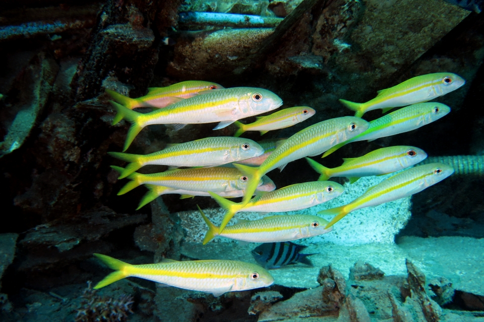 Mulloidichthys flavolineatus