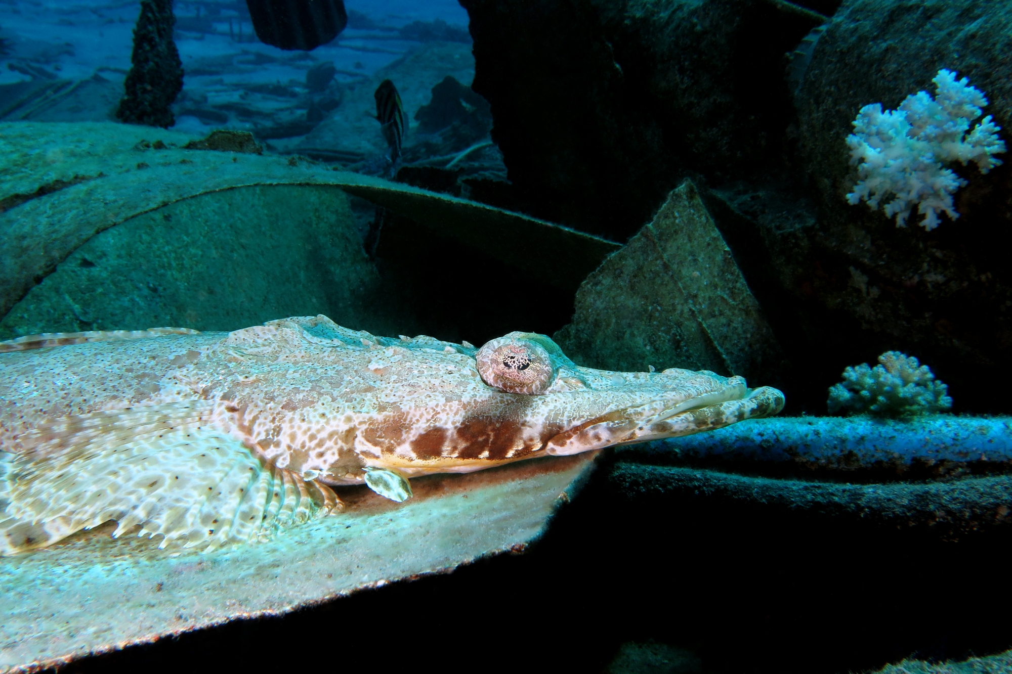 Papilloculiceps longiceps
