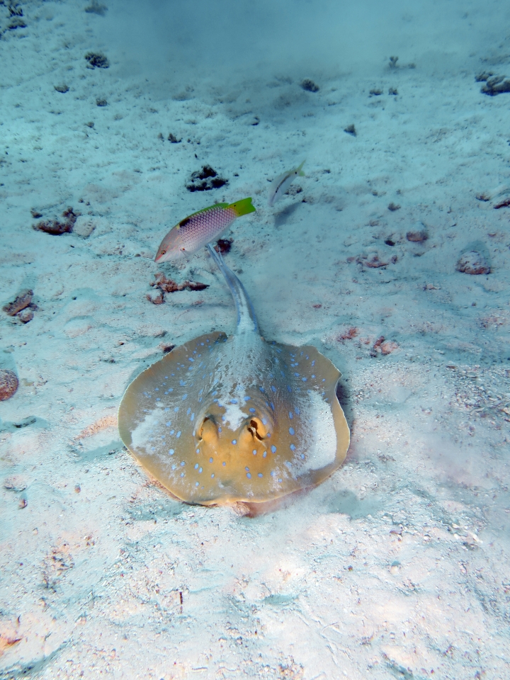 Taeniura lymma, Halichoeres hortulanus