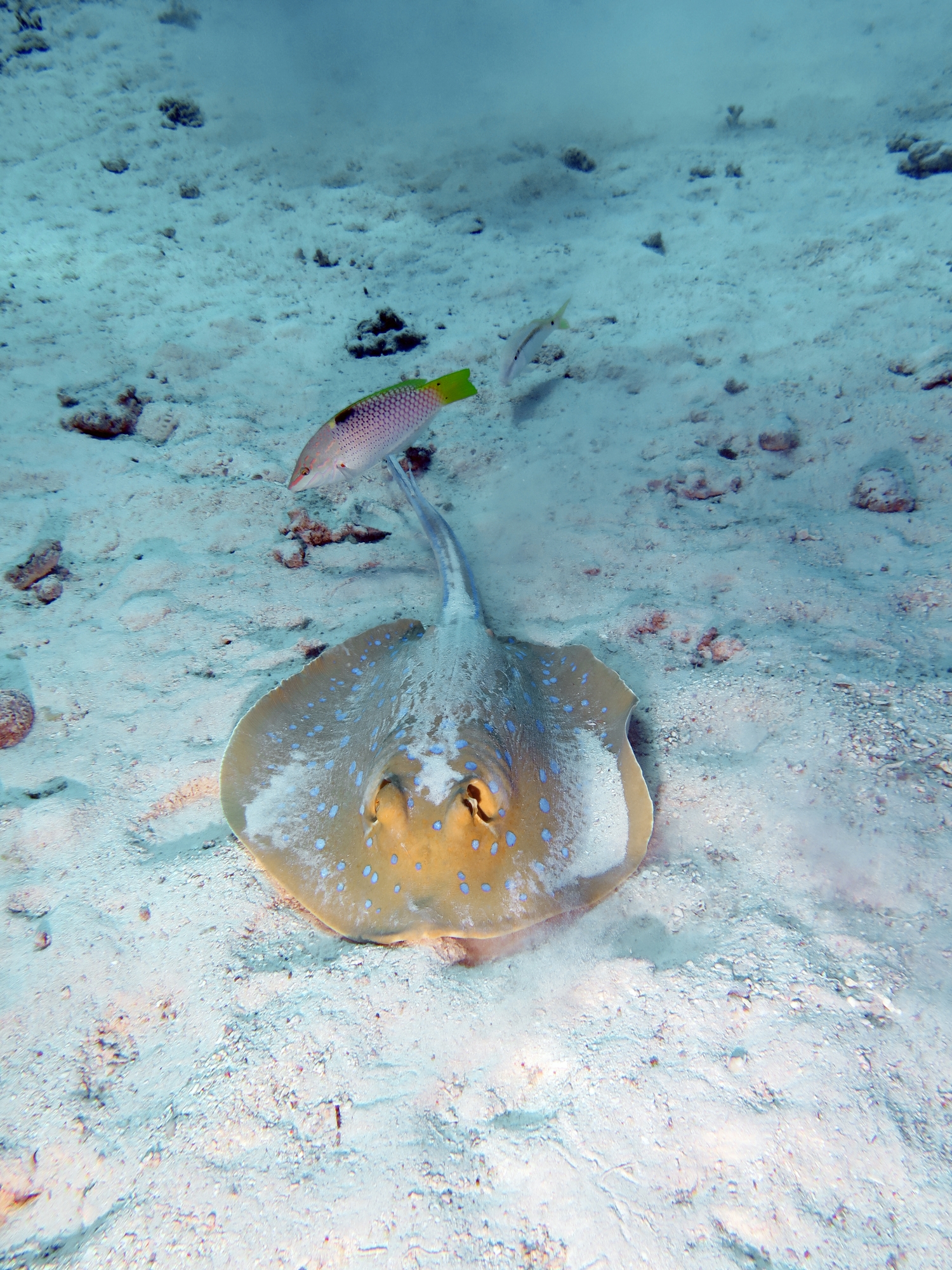 Taeniura lymma, Halichoeres hortulanus