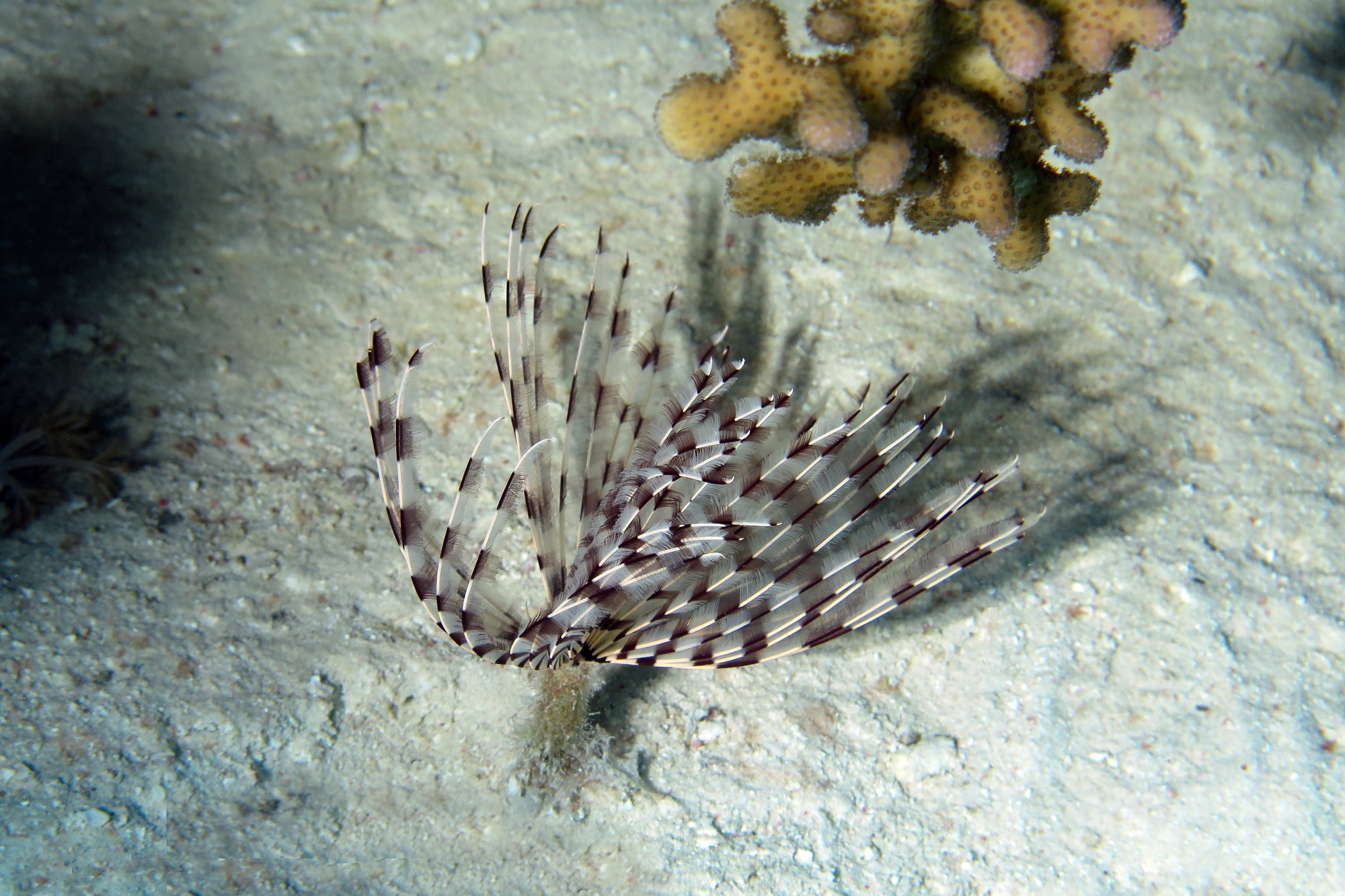 Sabellastarte spectabilis