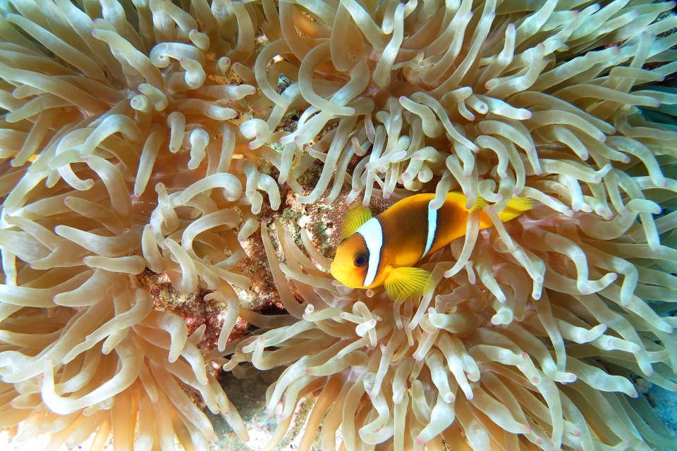 Amphiprion bicinctus, Heteractis crispa