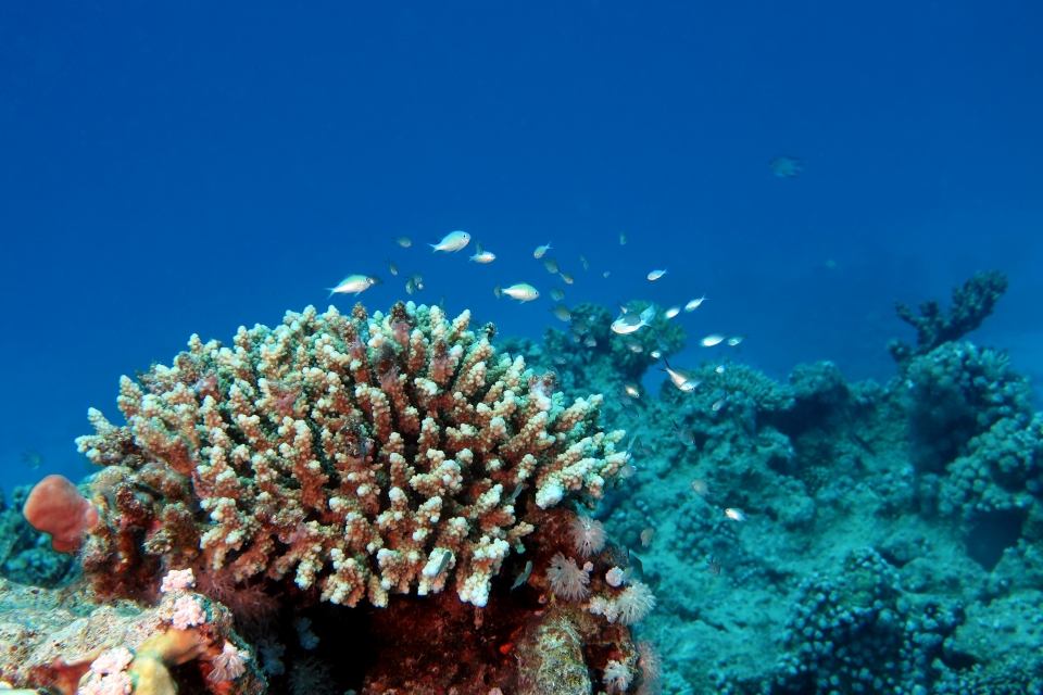 Chromis viridis, Chromis flavaxilla, Acropora