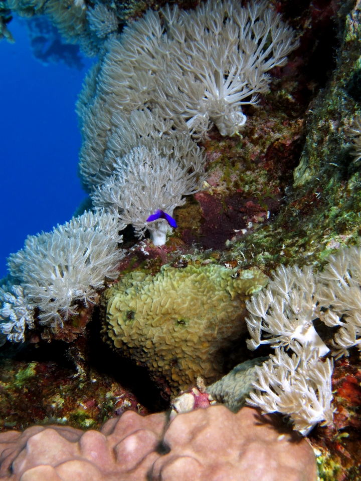 Pseudochromis fridmani, Xenia