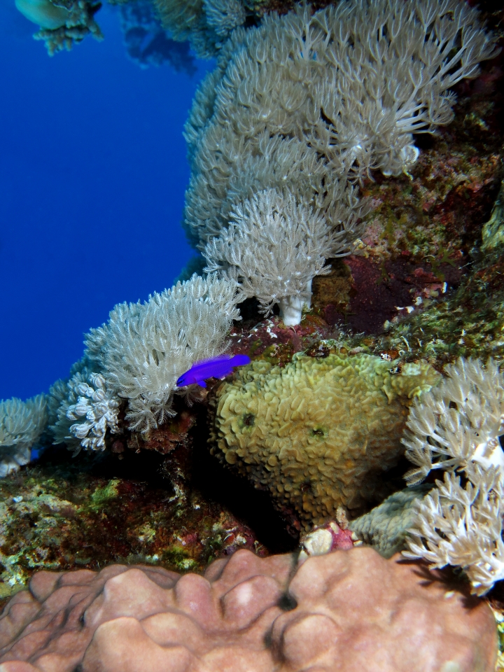 Pseudochromis fridmani, Xenia