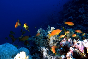 Pseudanthias squamipinnis