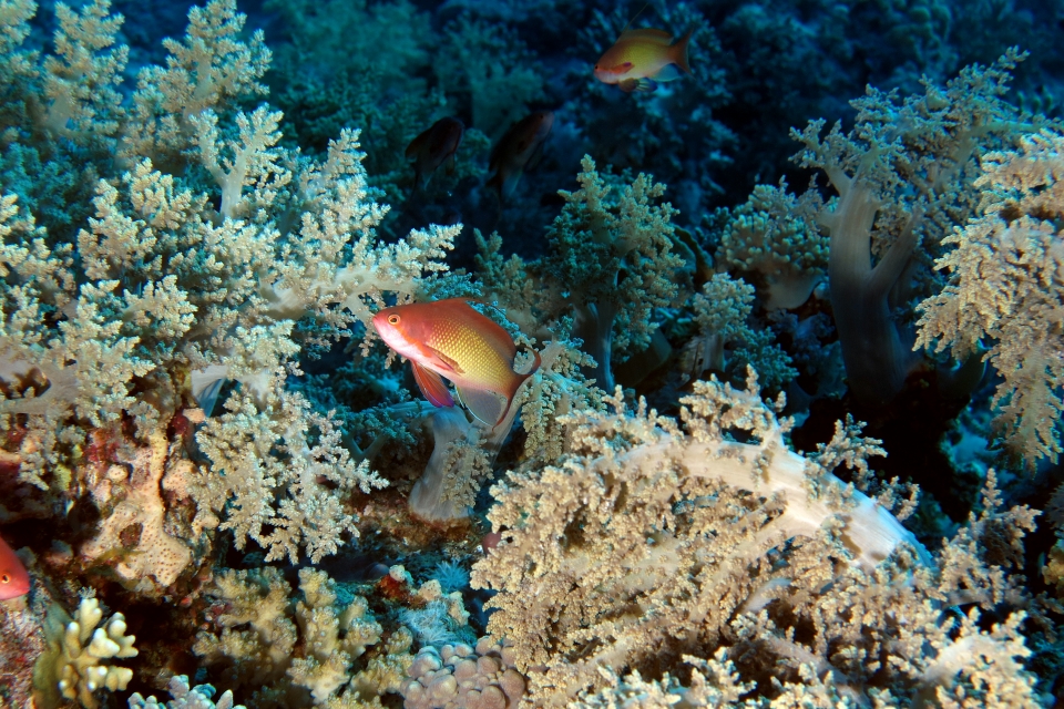 Pseudanthias squamipinnis, Lithophytum arboreum