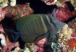 Zebrasoma desjardinii