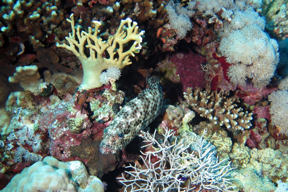 Epinephelus macrospilos