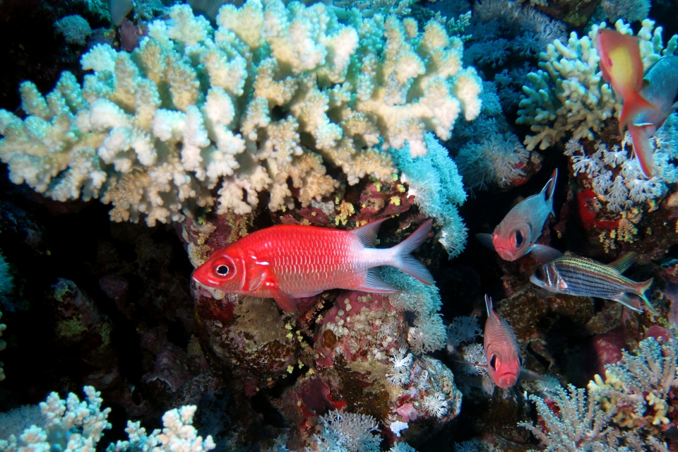 Sargocentron caudimaculatum